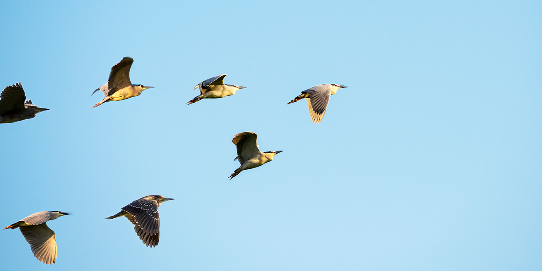 Collaborative Leadership: Lessons From Bird Flocks