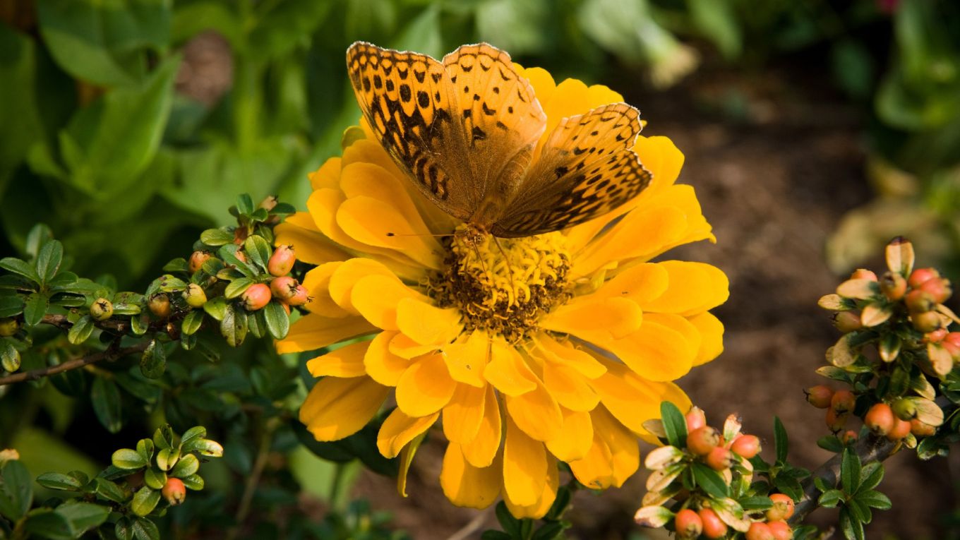 A yellow butterfly camouflaged against a yellow flower.