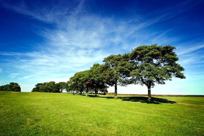 A row of trees in a grassy field. The sky is blue and slightly cloudy.