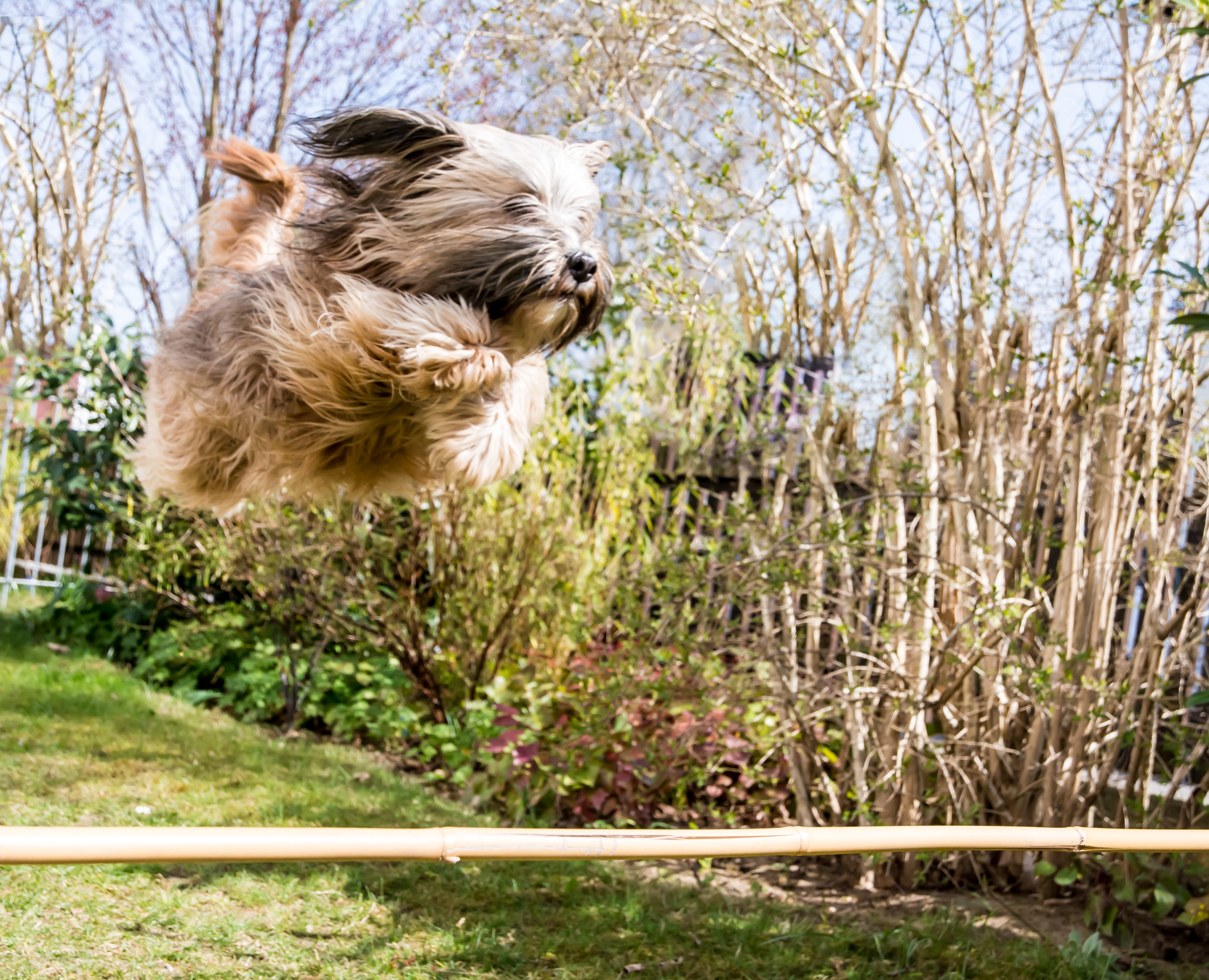 A small dog leaps through the air, representing a career leap from teammate to boss.