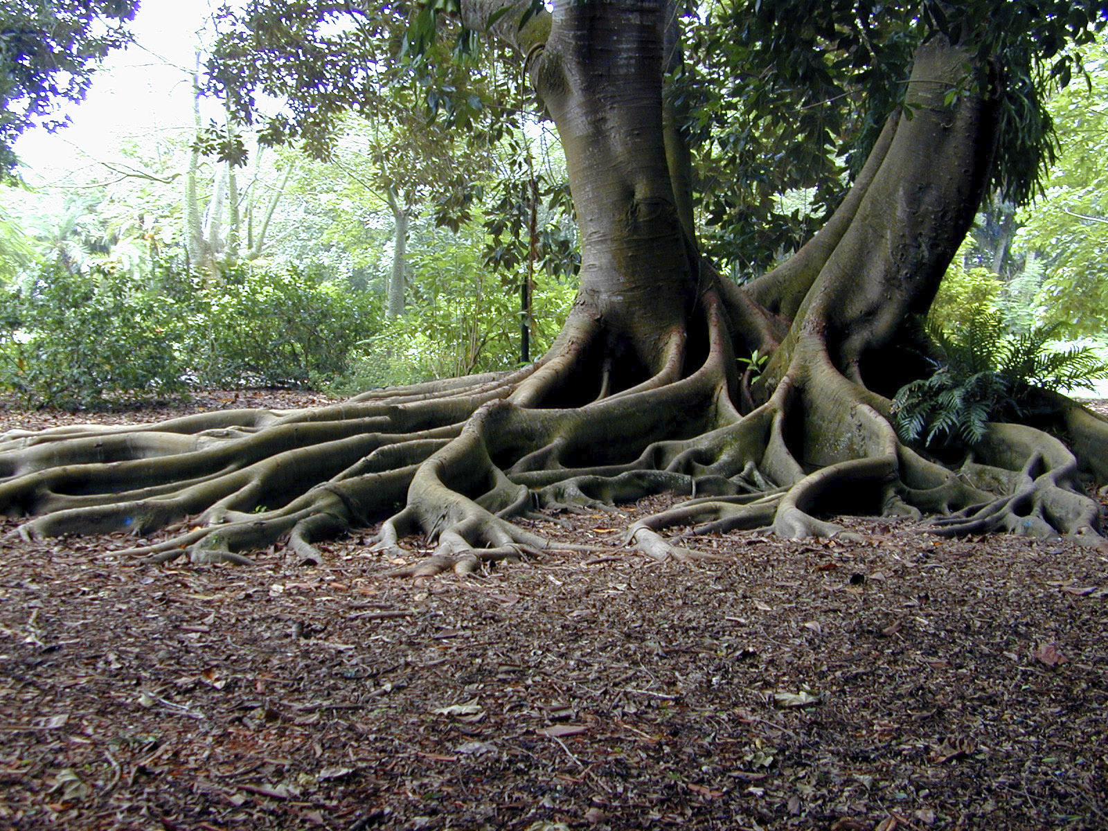 Thick tree roots above a leafy forest floor.
