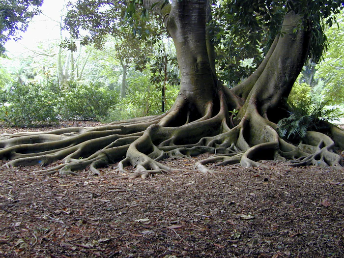 Thick tree roots above a leafy forest floor. describe the principles of problem solving and root cause analysis