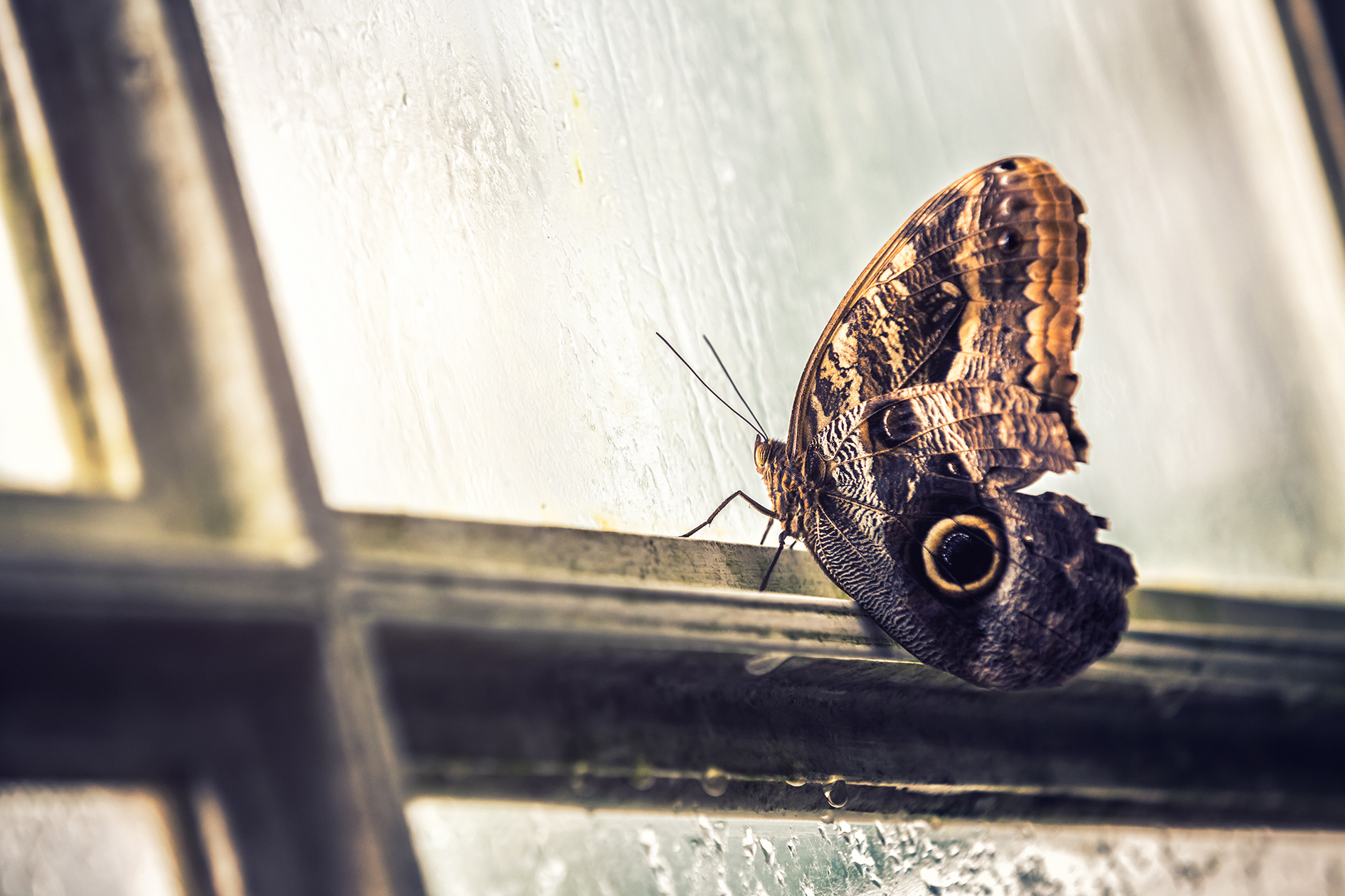 Brown butterfly perched on window frame, looking out.
