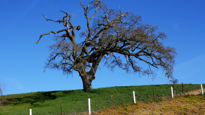 Lone tree on a hill