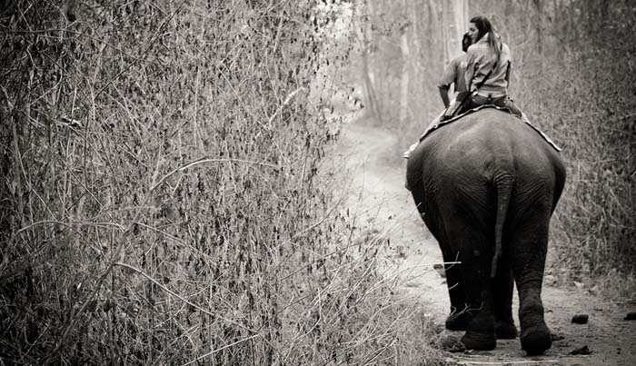 Two people riding an Elephant through long grass