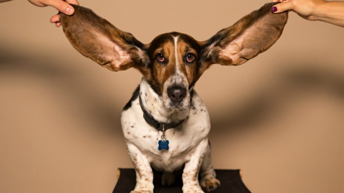 Basset Hound with ears held up