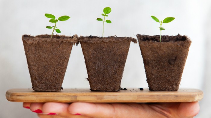 Three plants out of pots