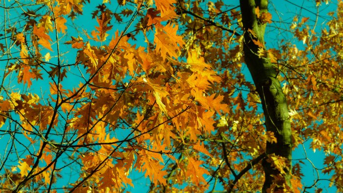 Autumn leaves on a tree