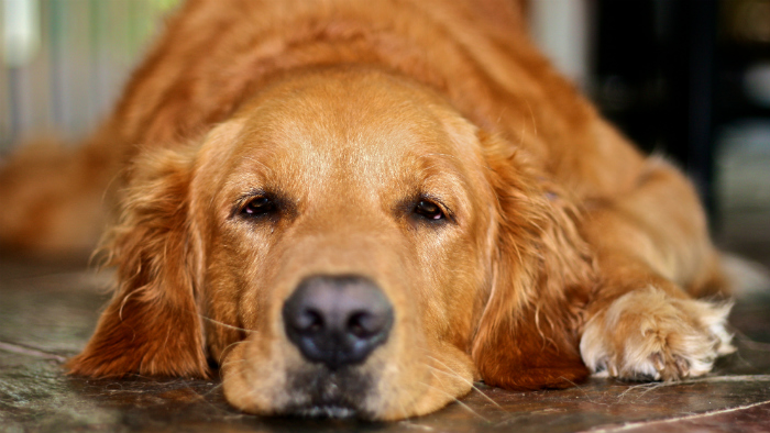 Golden Retriever dog lying down on floor looking tired