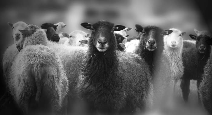 Herd of sheep black and white