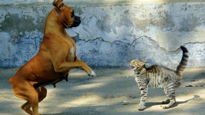 Dog and cat