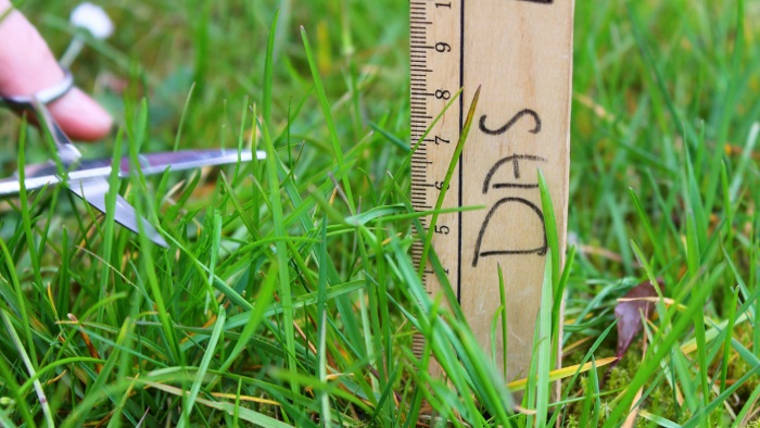 A ruler measuring the grass. 