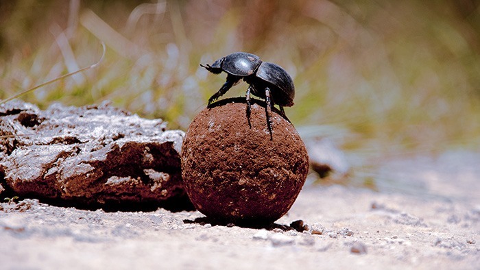 Dung beetle