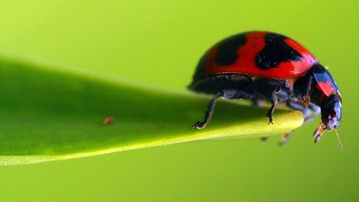 Ladybug