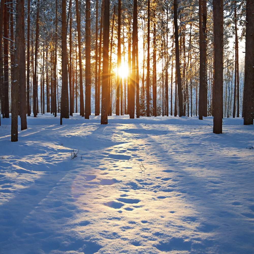 Working With Seasonal Affective Disorder or SAD - Managing Winter Symptoms
