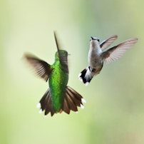 Amabile and Kramer’s Progress Theory