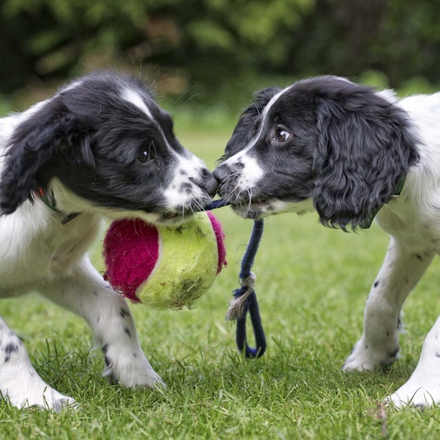 Can You Negotiate With Dog Breeders