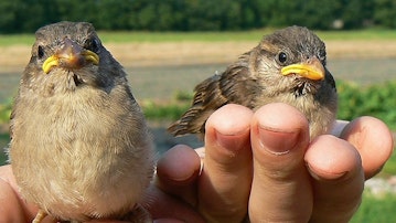 Practically Perfect Partnerships Infographic - Infographic Transcript