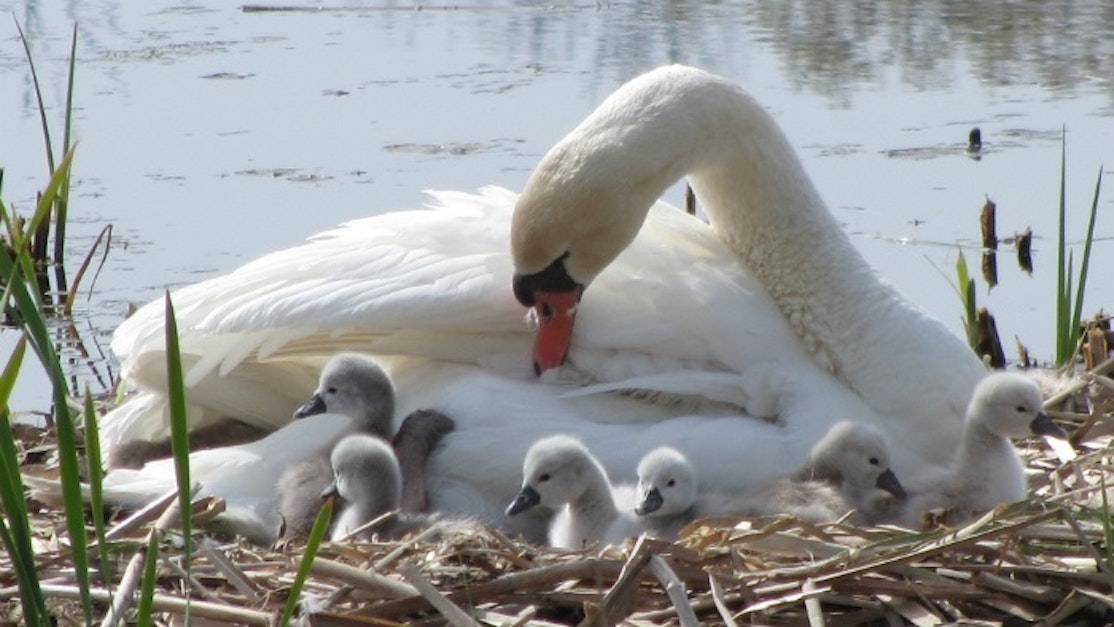 William J Rothwell on Succession Planning